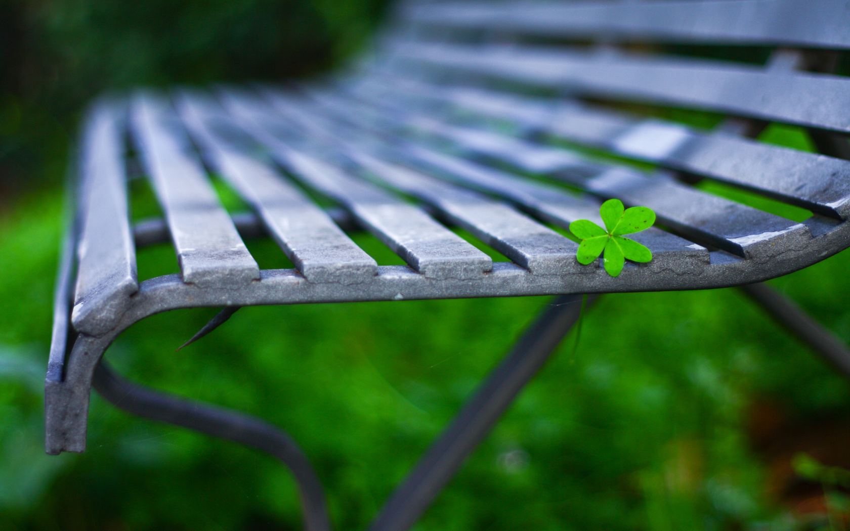 Fondo de pantalla Macro green leaf 1680x1050