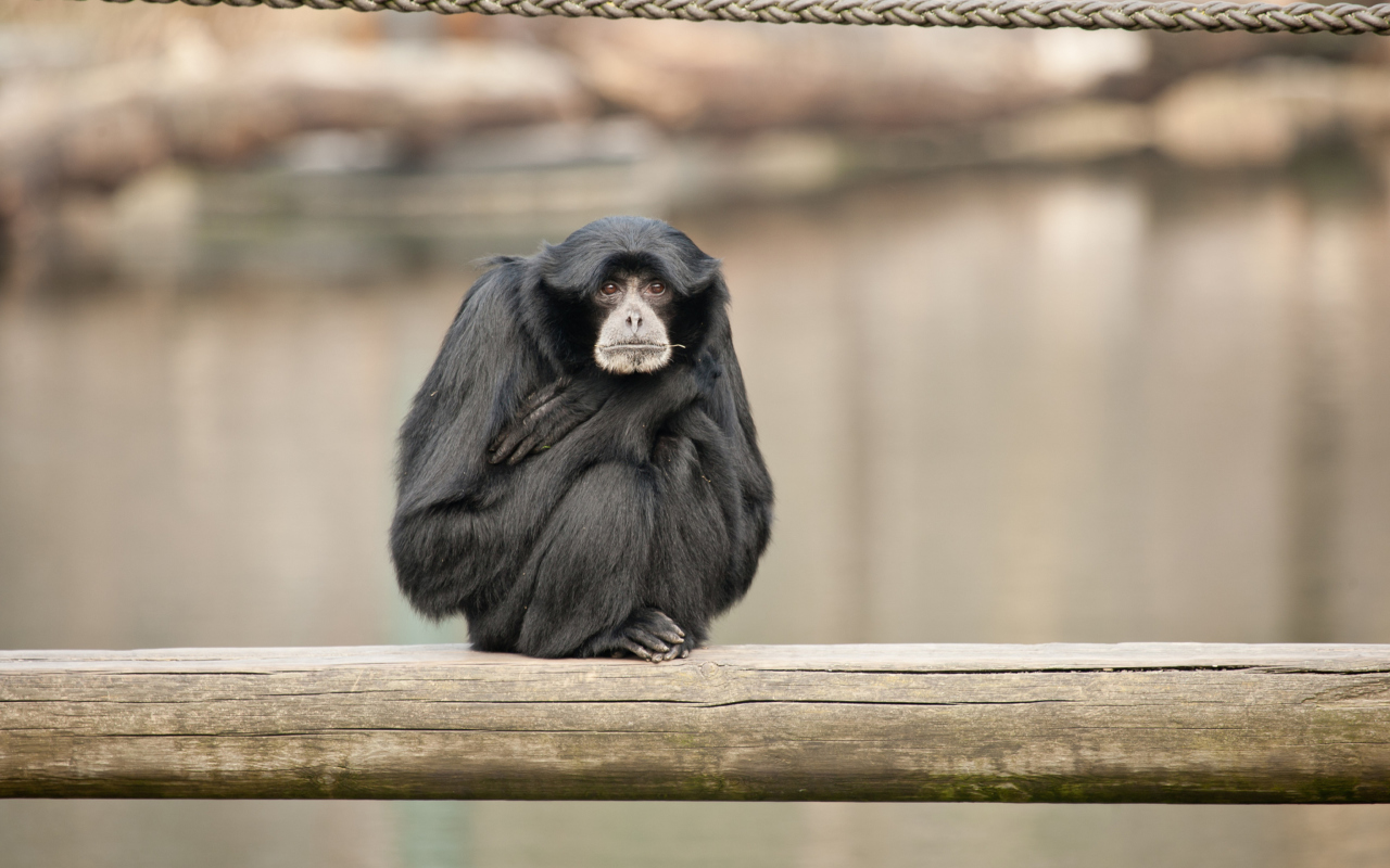 Das Siamang Wallpaper 1280x800