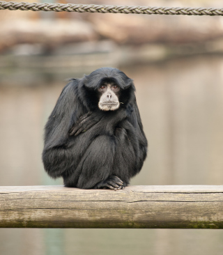 Siamang sfondi gratuiti per 768x1280