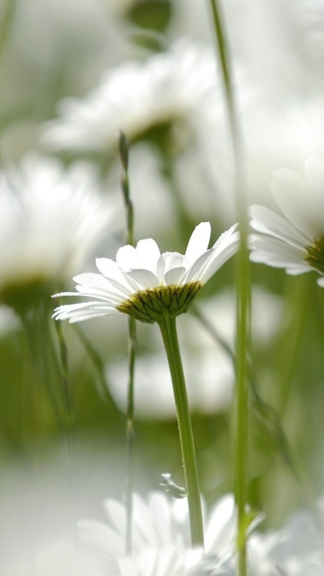 White Chamomile wallpaper 1080x1920