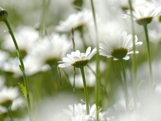 Fondo de pantalla White Chamomile 320x240