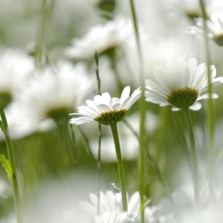 White Chamomile Background for iPad Air