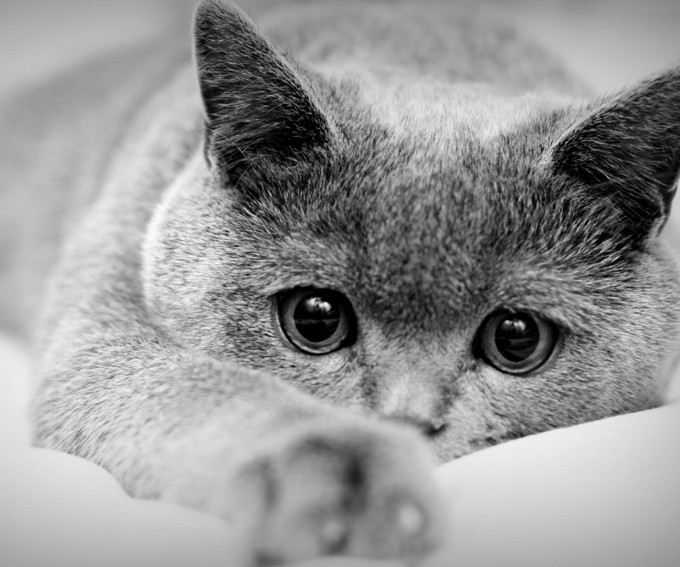 Screenshot №1 pro téma British Shorthair Cat 960x800