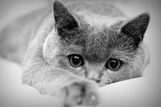 British Shorthair Cat Wallpaper for Android, iPhone and iPad