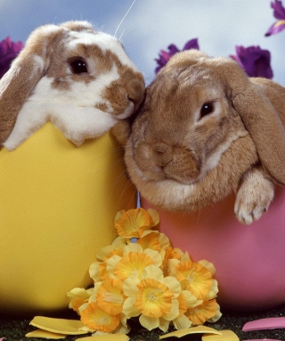 Easter Bunnies - Obrázkek zdarma pro 750x1334