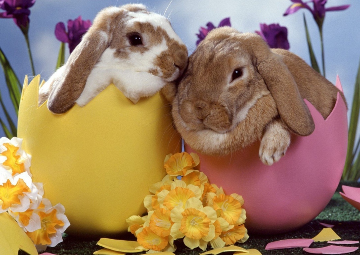 Easter Bunnies wallpaper