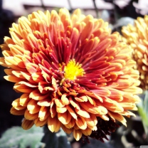 Screenshot №1 pro téma Beautiful Orange Flower 208x208