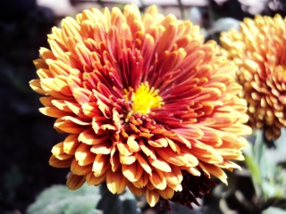 Screenshot №1 pro téma Beautiful Orange Flower 320x240