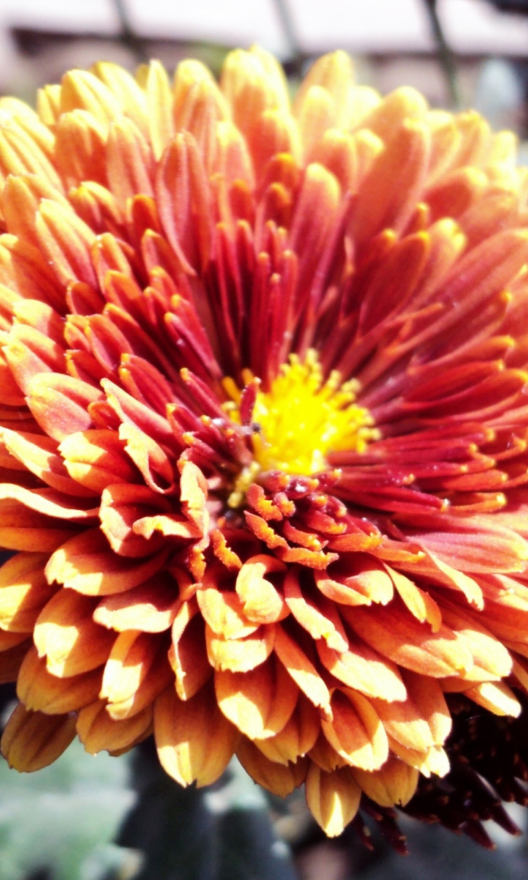 Beautiful Orange Flower screenshot #1 768x1280