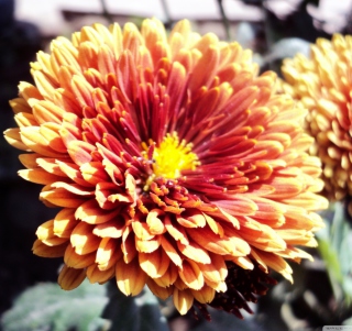 Beautiful Orange Flower - Fondos de pantalla gratis para iPad