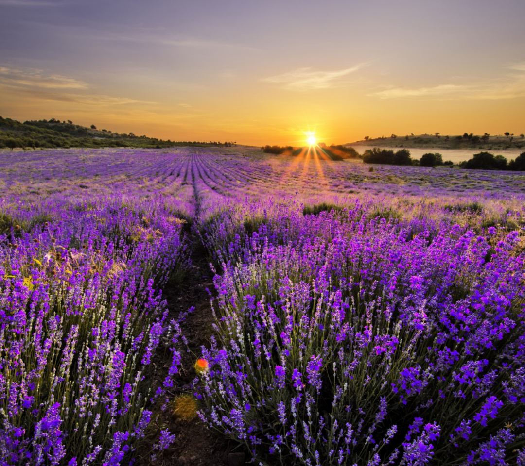 Sfondi Sunrise on lavender field in Bulgaria 1080x960