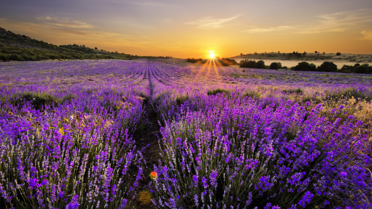 Screenshot №1 pro téma Sunrise on lavender field in Bulgaria 1280x720