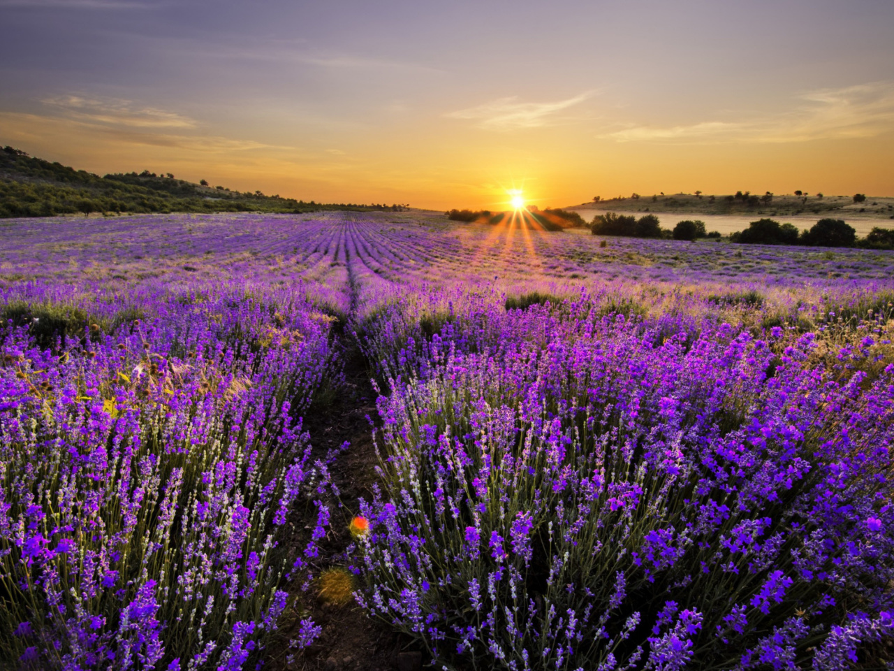 Screenshot №1 pro téma Sunrise on lavender field in Bulgaria 1280x960