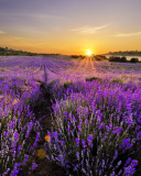 Screenshot №1 pro téma Sunrise on lavender field in Bulgaria 128x160