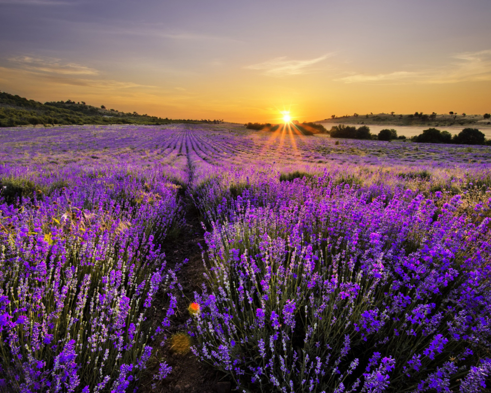 Fondo de pantalla Sunrise on lavender field in Bulgaria 1600x1280