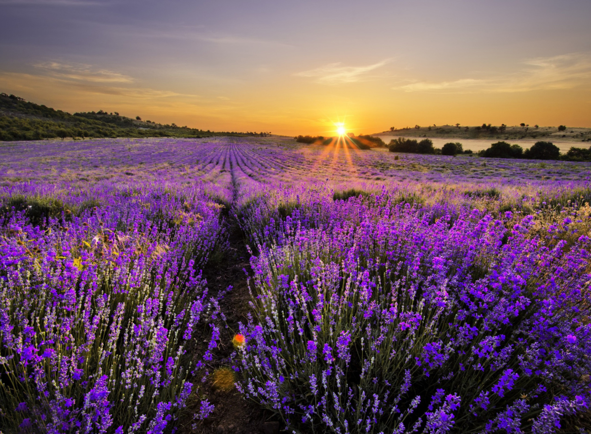 Fondo de pantalla Sunrise on lavender field in Bulgaria 1920x1408