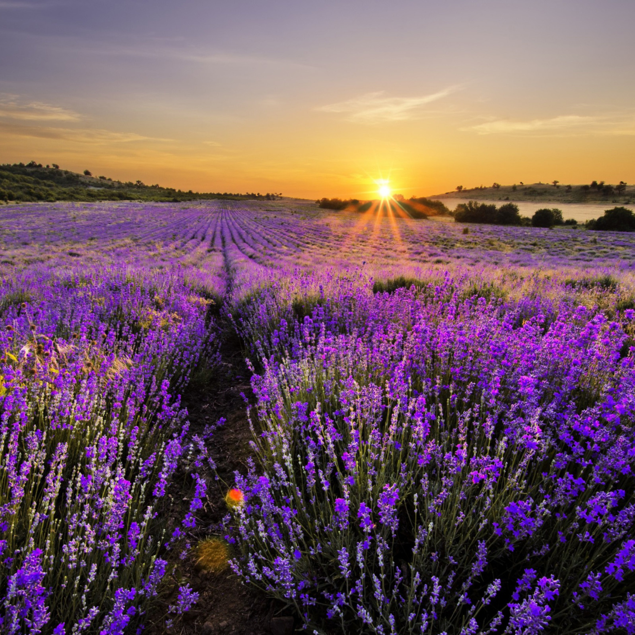 Das Sunrise on lavender field in Bulgaria Wallpaper 2048x2048