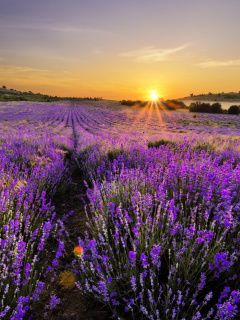 Fondo de pantalla Sunrise on lavender field in Bulgaria 240x320
