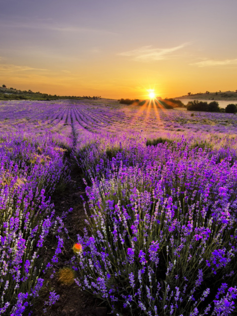 Sunrise on lavender field in Bulgaria wallpaper 480x640