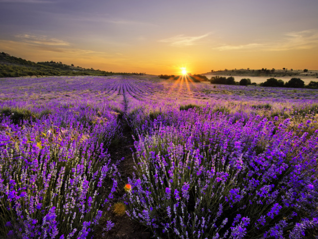 Das Sunrise on lavender field in Bulgaria Wallpaper 640x480
