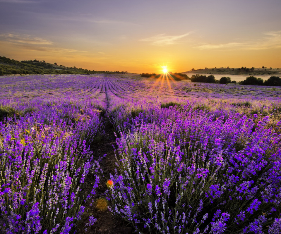 Sunrise on lavender field in Bulgaria wallpaper 960x800
