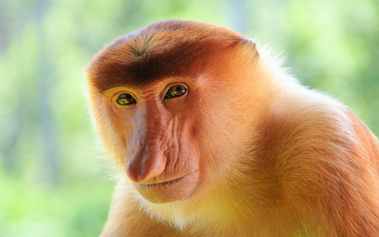 Das Long-Nosed Monkey Wallpaper 1280x800