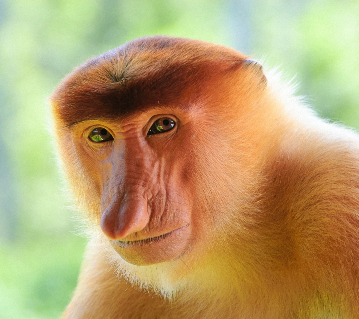 Обои Long-Nosed Monkey 1440x1280