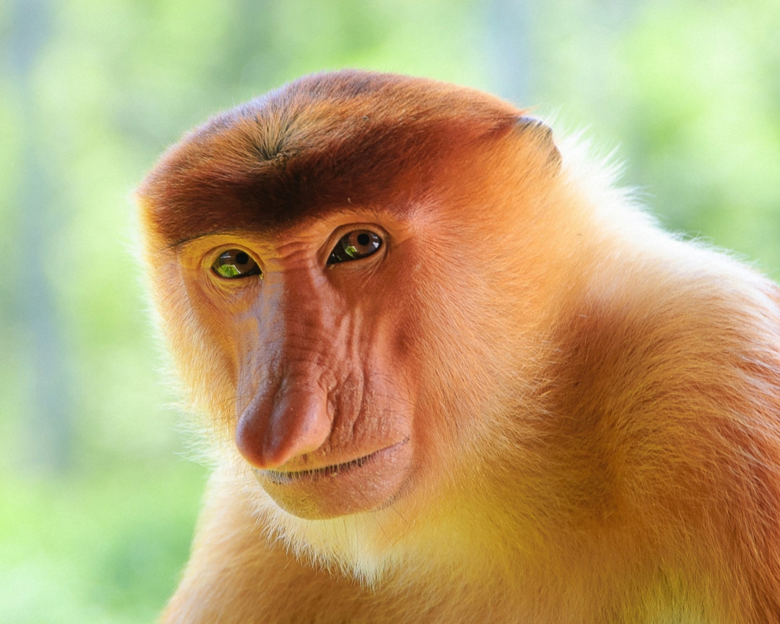 Long-Nosed Monkey screenshot #1 1600x1280