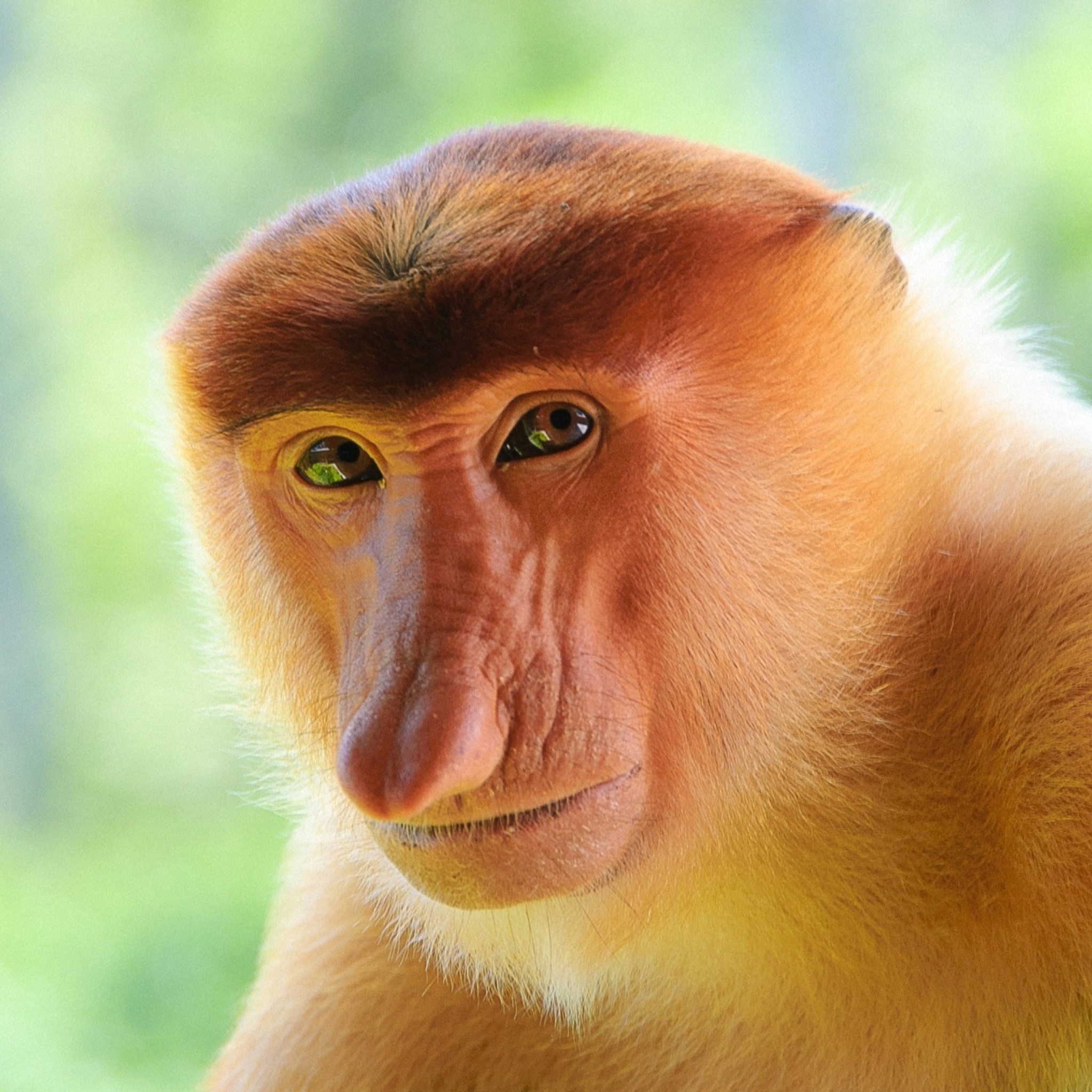 Fondo de pantalla Long-Nosed Monkey 2048x2048