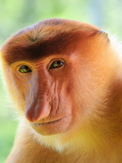 Screenshot №1 pro téma Long-Nosed Monkey 240x320