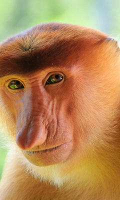 Fondo de pantalla Long-Nosed Monkey 240x400