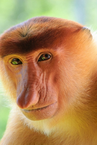 Screenshot №1 pro téma Long-Nosed Monkey 320x480