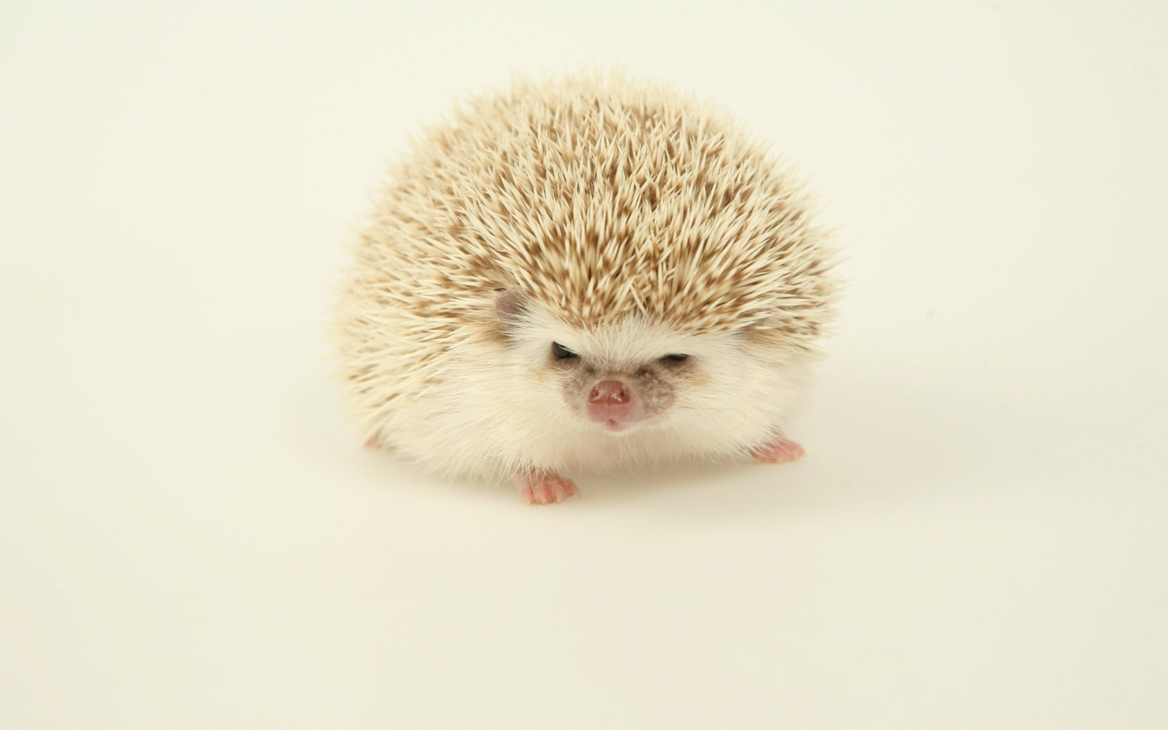 Evil hedgehog wallpaper 1680x1050
