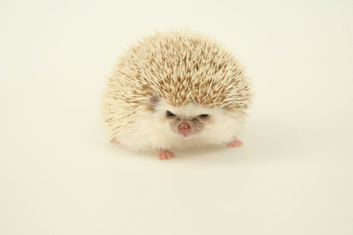 Screenshot №1 pro téma Evil hedgehog