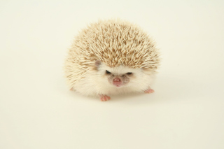 Evil hedgehog Wallpaper for Android, iPhone and iPad