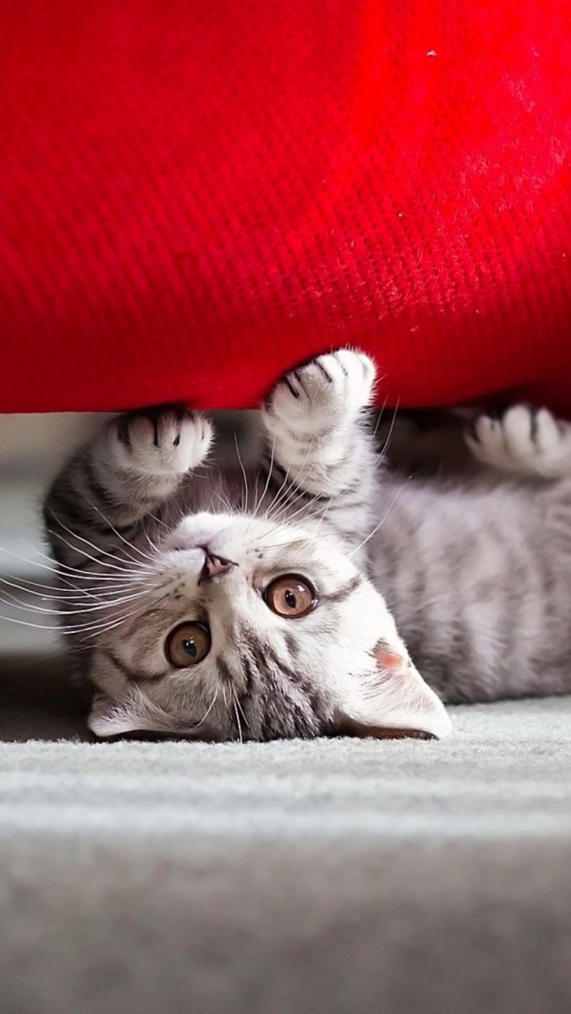 Das Cute Little Kitten Wallpaper 640x1136
