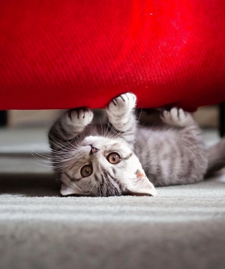 Cute Little Kitten - Obrázkek zdarma pro Nokia 5233
