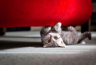 Cute Little Kitten - Obrázkek zdarma pro Sony Xperia Z1