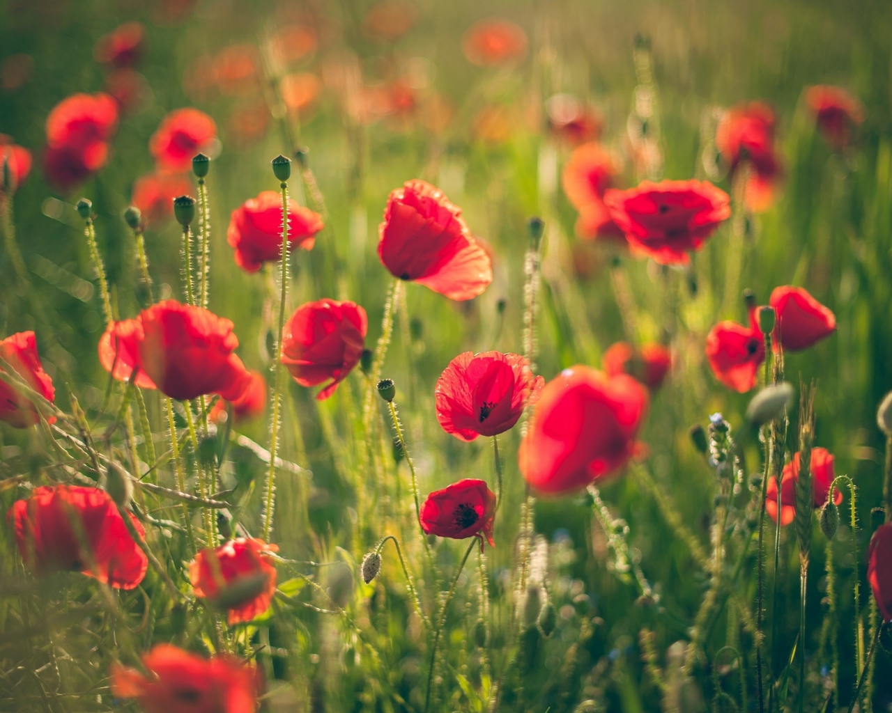 Screenshot №1 pro téma Poppies Meadow 1280x1024