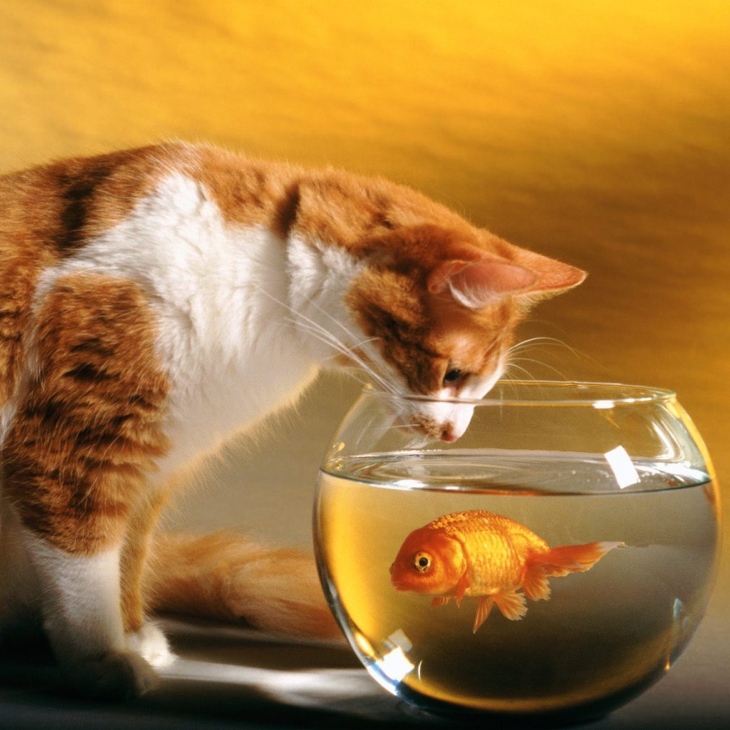 Обои Cat Looking at Fish 1024x1024
