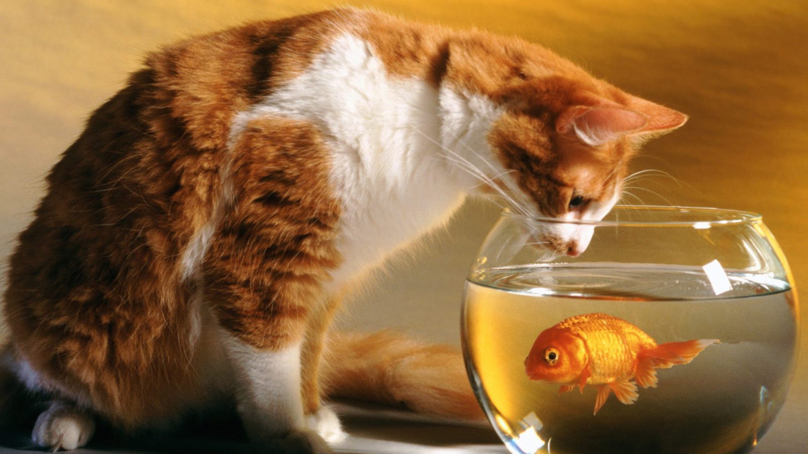 Screenshot №1 pro téma Cat Looking at Fish 1600x900