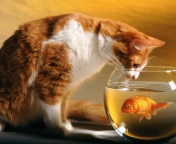 Fondo de pantalla Cat Looking at Fish 176x144