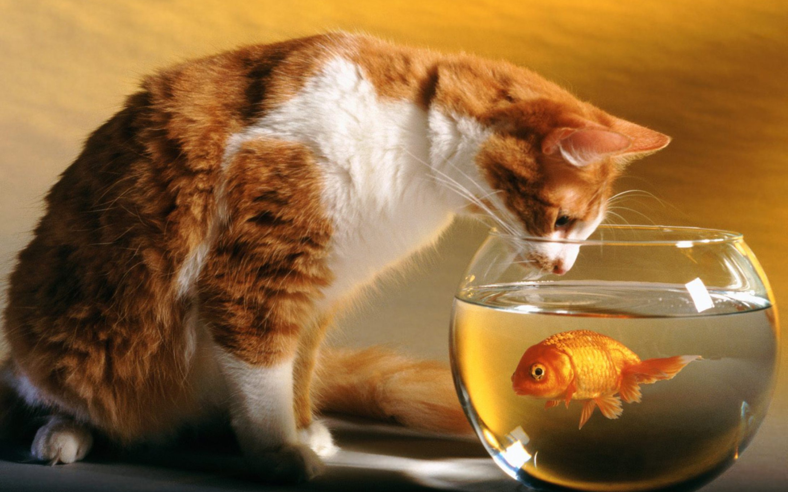 Das Cat Looking at Fish Wallpaper 2560x1600