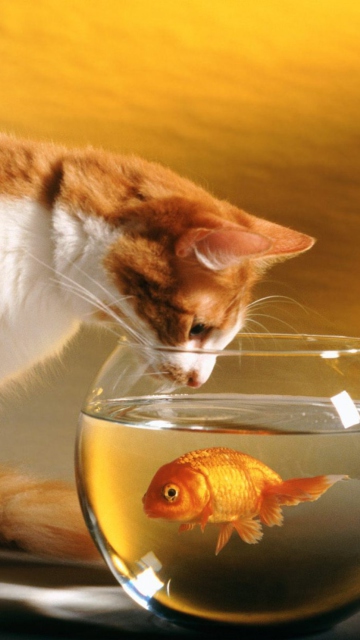 Fondo de pantalla Cat Looking at Fish 360x640