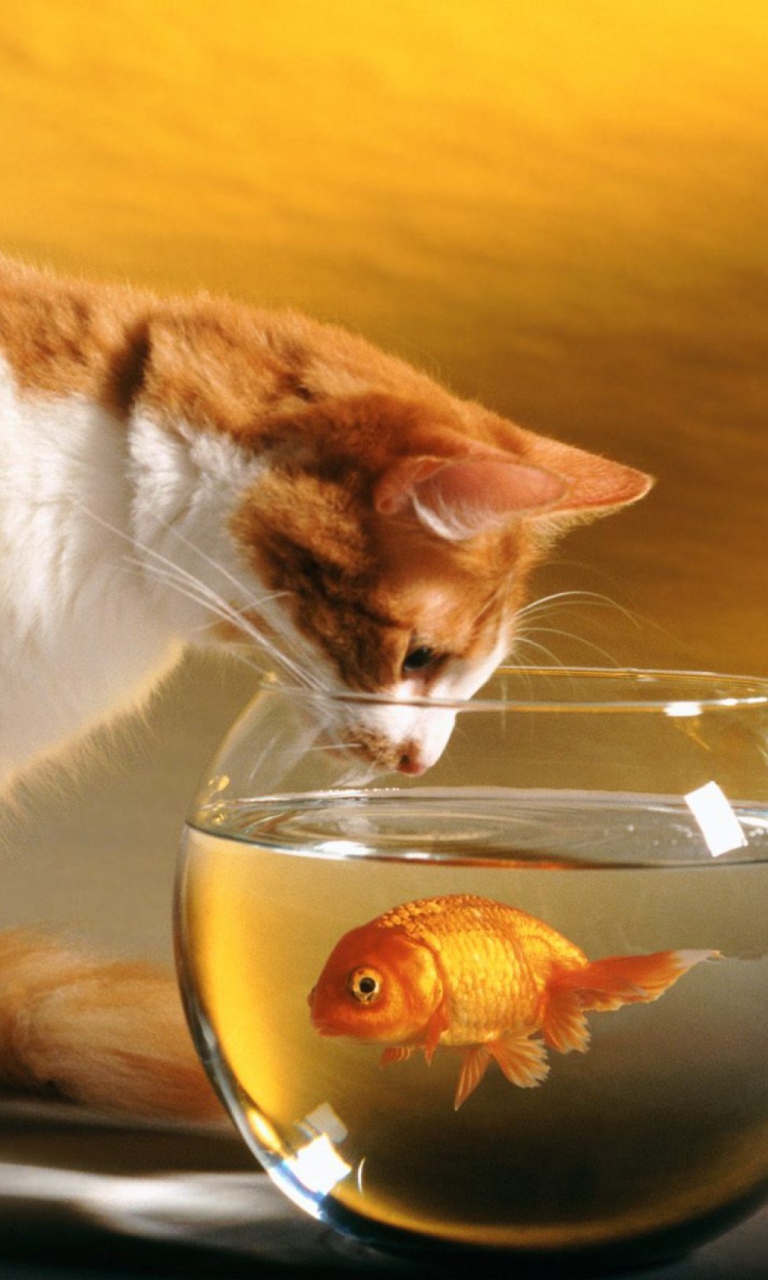 Das Cat Looking at Fish Wallpaper 768x1280