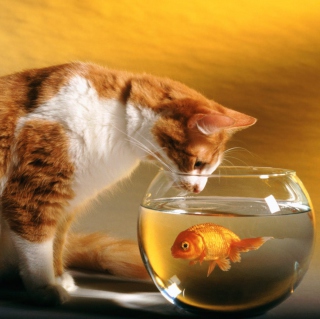 Cat Looking at Fish - Obrázkek zdarma pro 1024x1024
