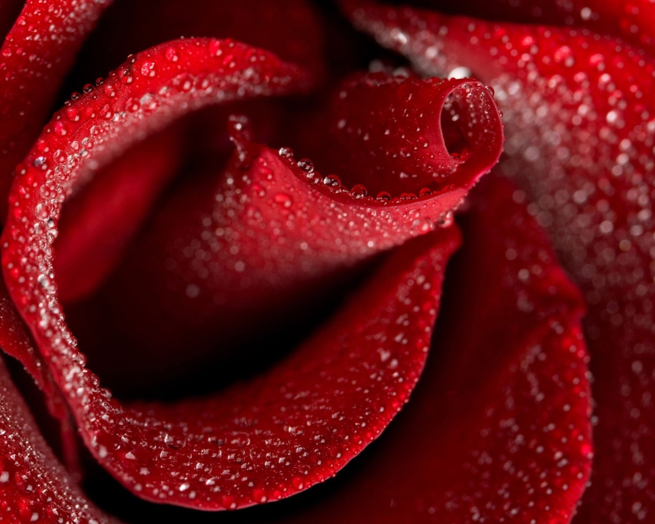 Fondo de pantalla Red Rose Petals 1280x1024