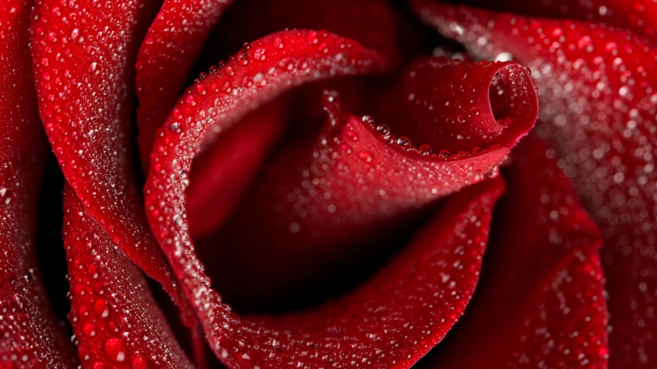 Das Red Rose Petals Wallpaper 1280x720