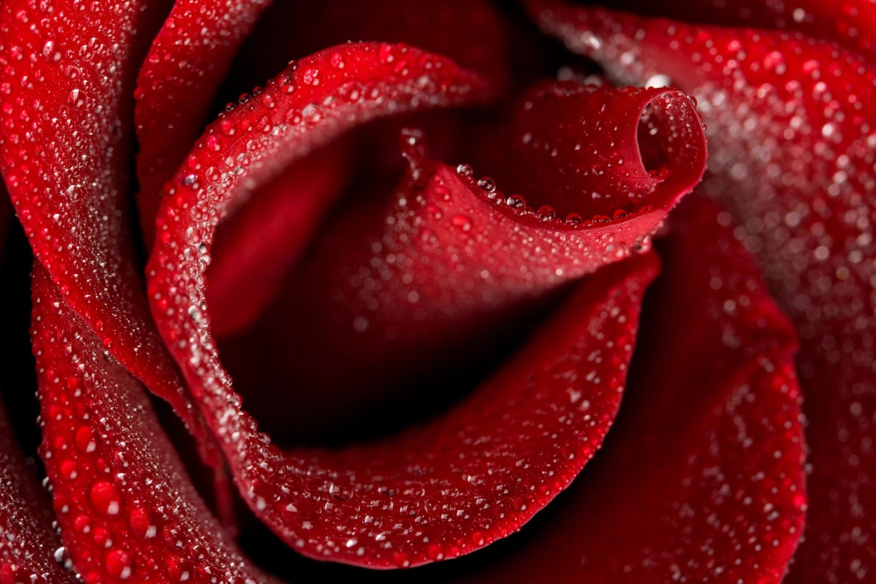 Screenshot №1 pro téma Red Rose Petals 2880x1920