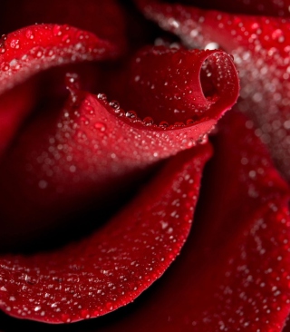 Red Rose Petals - Obrázkek zdarma pro iPhone 5